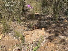 Comesperma virgatum