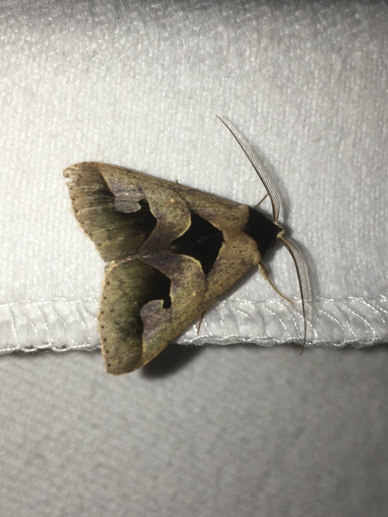 Anoba trigonoides