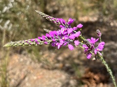 Comesperma virgatum