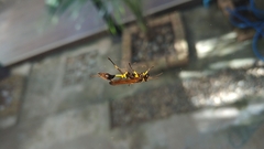 Sceliphron madraspatanum