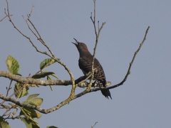Colaptes auratus luteus × cafer