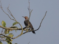 Colaptes auratus luteus × cafer