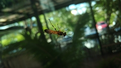 Sceliphron madraspatanum