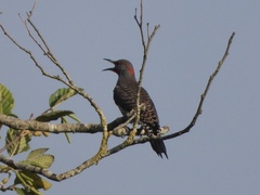 Colaptes auratus luteus × cafer