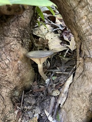 Cantharellula umbonata