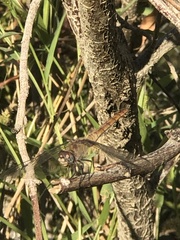 Brachymesia