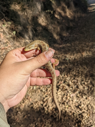 iNaturalist observation photo of Southern Alligator Lizard