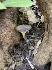 Cantharellula umbonata