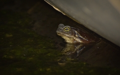 Rhinella arenarum