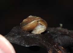 Ventridens ligera