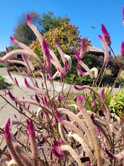 Celosia spicata