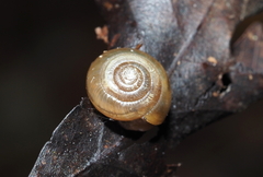 Ventridens ligera