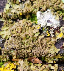 Melanohalea exasperatula