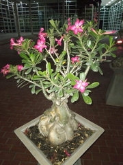 Adenium
