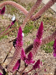 Celosia spicata