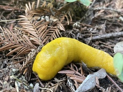 Ariolimax dolichophallus