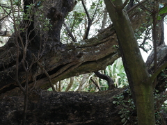 Olearia traversiorum