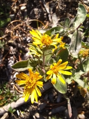 Heterotheca