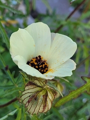 Hibiscus trionum
