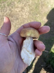Boletus edulis grandedulis