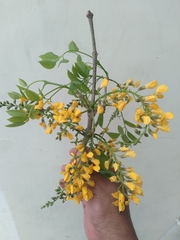 Platymiscium pinnatum