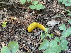 Ariolimax dolichophallus