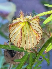 Hibiscus trionum