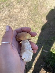 Boletus edulis grandedulis