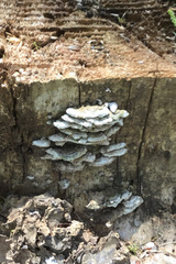 Cerrena unicolor
