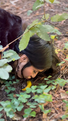 Ariolimax dolichophallus