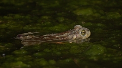 Rhinella arenarum