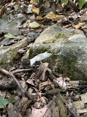 Coprinopsis lagopus