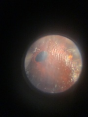 Pogonomyrmex subdentatus