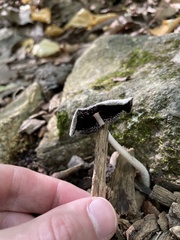 Coprinopsis lagopus