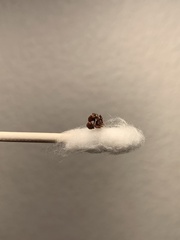 Pogonomyrmex subdentatus