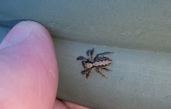 Platycryptus californicus