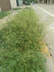 Parthenium hysterophorus