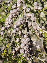 Leptospermum liversidgei