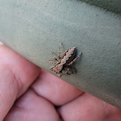 Platycryptus californicus