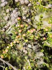 Leptospermum liversidgei