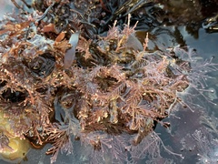 Corallina officinalis