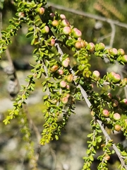 Leptospermum liversidgei
