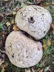 Calvatia