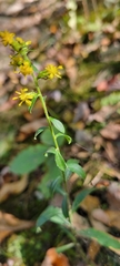 Solidago hispida