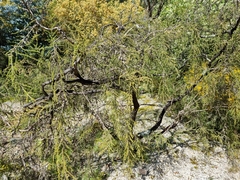 Leptospermum liversidgei
