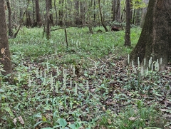 Spiranthes odorata