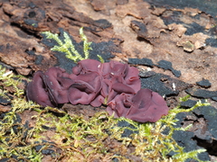 Ascocoryne cylichnium