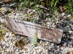 Leptospermum liversidgei