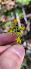 Solidago hispida