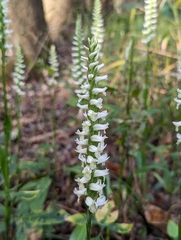 Spiranthes odorata